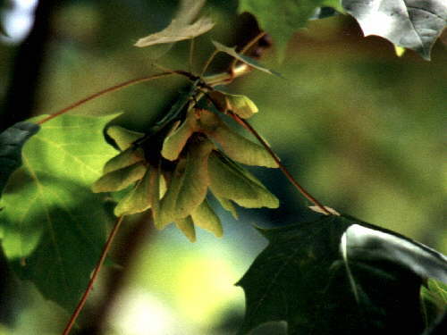 zur�ck zur Auswahl -B�ume-