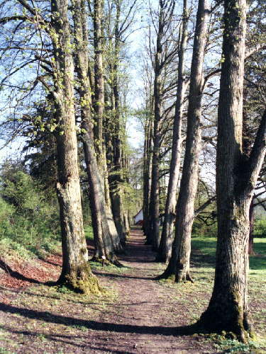 zur�ck zur Auswahl -B�ume-