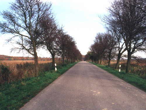 zur�ck zur Auswahl -B�ume-