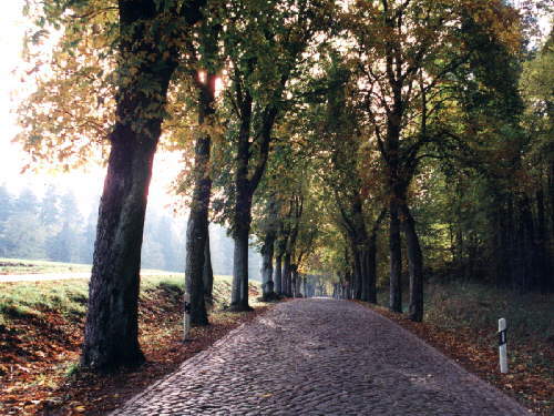 zur�ck zur Auswahl -B�ume-