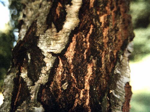 zur�ck zur Auswahl -B�ume-