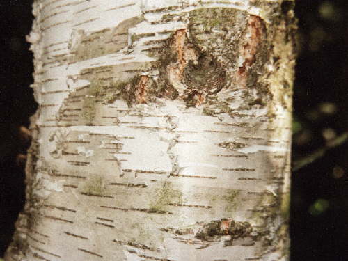 zur�ck zur Auswahl -B�ume-