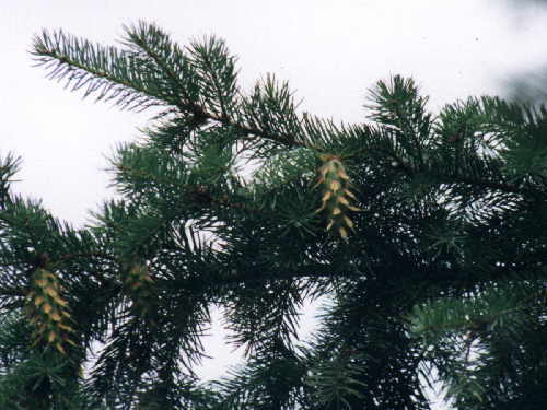 zur�ck zur Auswahl -B�ume-