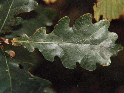 zur�ck zur Auswahl -B�ume-