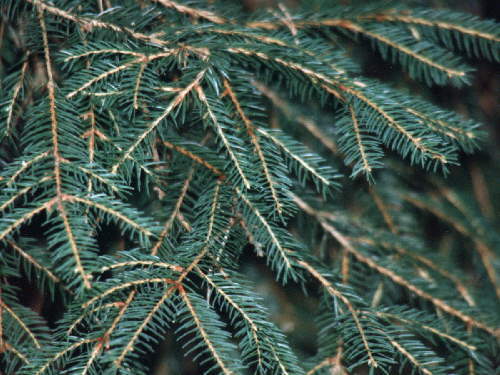 zur�ck zur Auswahl -B�ume-