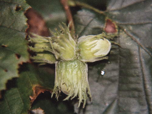 zur�ck zur Auswahl -B�ume-