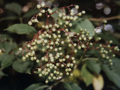 zur�ck zur Auswahl -B�ume-