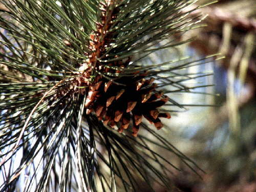 zur�ck zur Auswahl -B�ume-