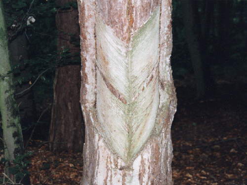 zur�ck zur Auswahl -B�ume-