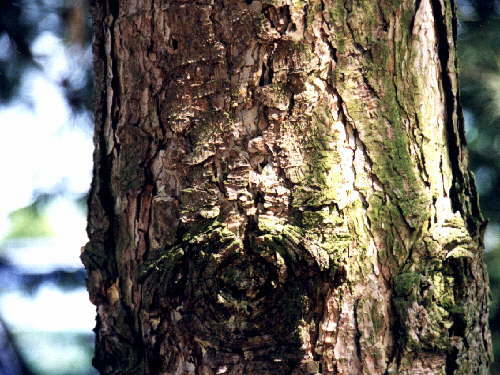 zur�ck zur Auswahl -B�ume-