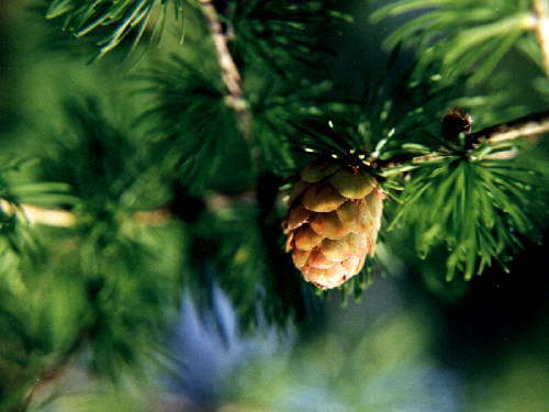 zur�ck zur Auswahl -B�ume-