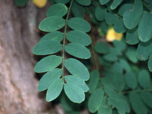 zur�ck zur Auswahl -B�ume-