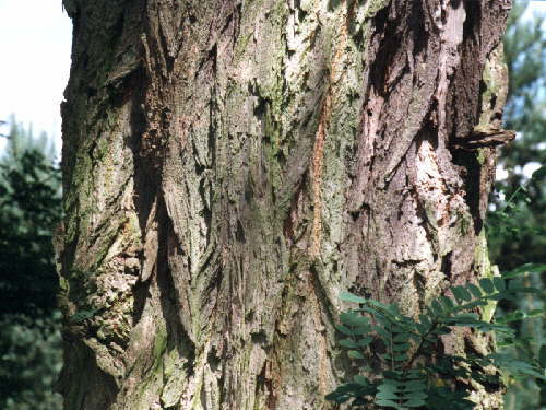 zur�ck zur Auswahl -B�ume-