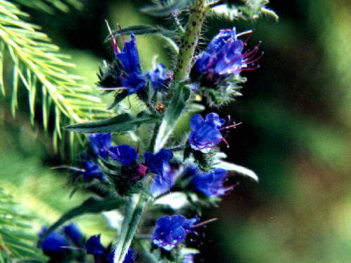 zur�ck zur Auswahl -Bl�ten-