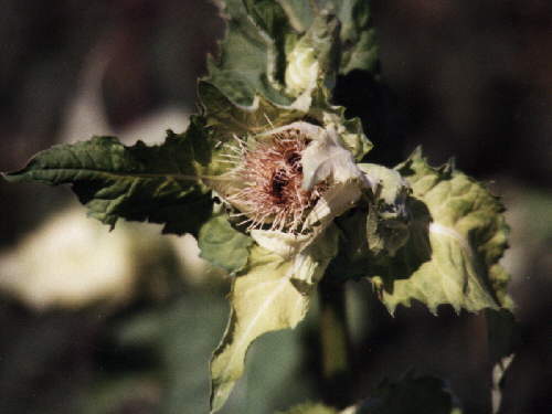 zur�ck zur Auswahl -Bl�ten-