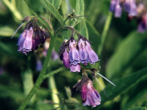 zur�ck zur Auswahl -Bl�ten-