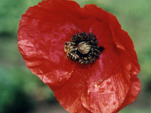 zur�ck zur Auswahl -Bl�ten-