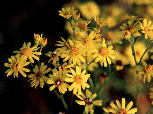 zur�ck zur Auswahl -Bl�ten-