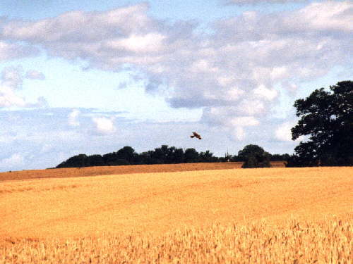 zur�ck zur Auswahl -Feld und Wiese-