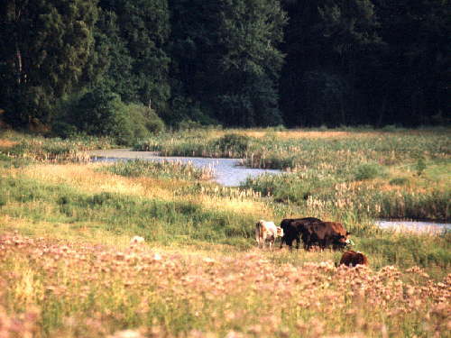 zur�ck zur Auswahl -Feld und Wiese-