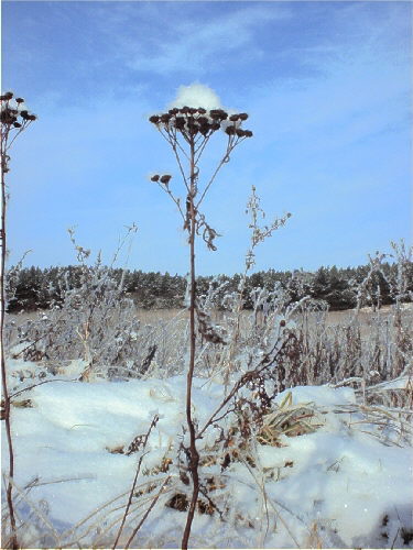 zur�ck zur Auswahl -Feld und Wiese-