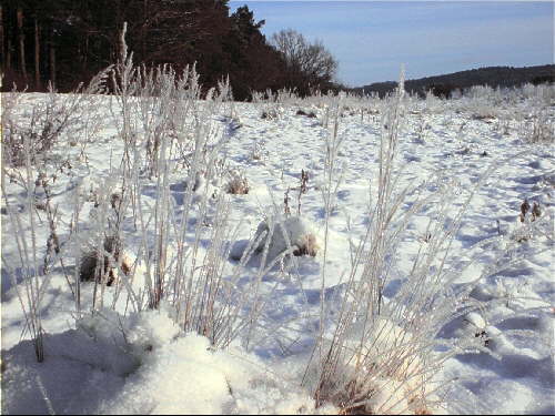zur�ck zur Auswahl -Feld und Wiese-