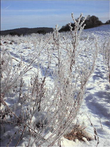 zur�ck zur Auswahl -Feld und Wiese-