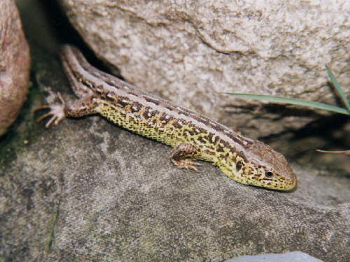 zur�ck zur Auswahl -Kriechtiere-