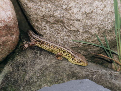 zur�ck zur Auswahl -Kriechtiere-