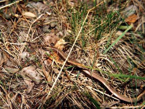 zur�ck zur Auswahl -Kriechtiere-