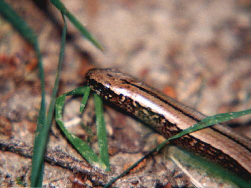 zur�ck zur Auswahl -Kriechtiere-