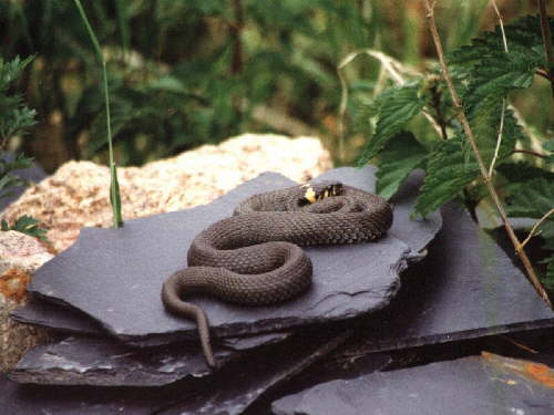 zur�ck zur Auswahl -Kriechtiere-