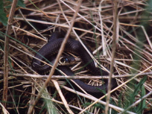 zur�ck zur Auswahl -Kriechtiere-