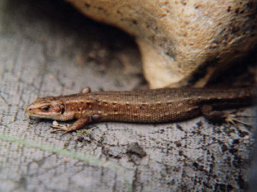 zur�ck zur Auswahl -Kriechtiere-