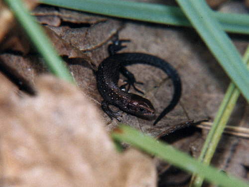 zur�ck zur Auswahl -Kriechtiere-