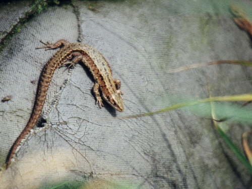 zur�ck zur Auswahl -Kriechtiere-