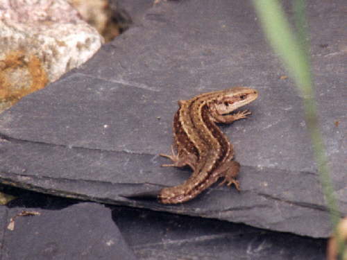 zur�ck zur Auswahl -Kriechtiere-