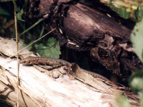 zur�ck zur Auswahl -Kriechtiere-