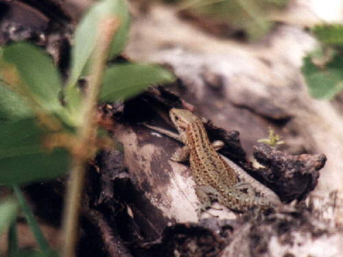 zur�ck zur Auswahl -Kriechtiere-