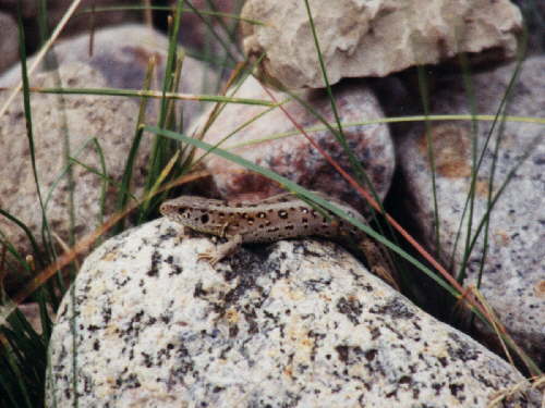 zur�ck zur Auswahl -Kriechtiere-