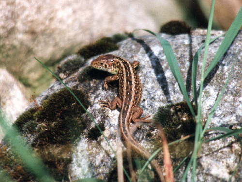 zur�ck zur Auswahl -Kriechtiere-