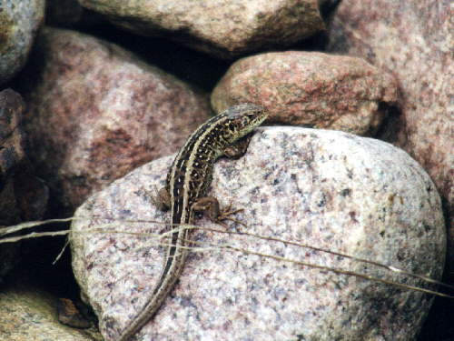 zur�ck zur Auswahl -Kriechtiere-