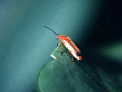 zur�ck zur Auswahl -K�fer-