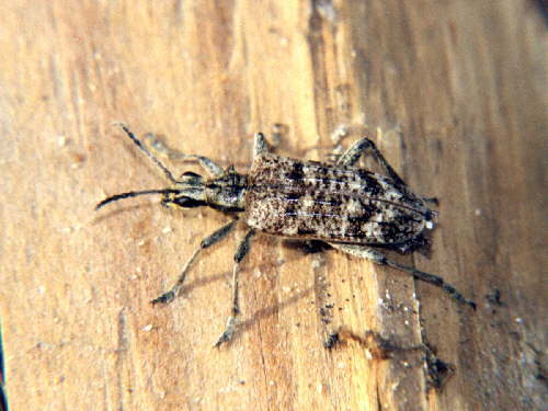 zur�ck zur Auswahl -K�fer-