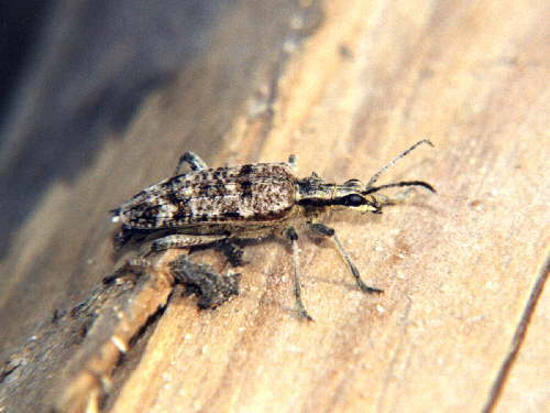 zur�ck zur Auswahl -K�fer-