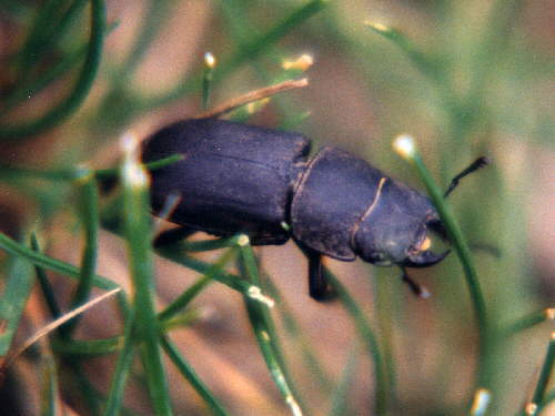 zur�ck zur Auswahl -K�fer-