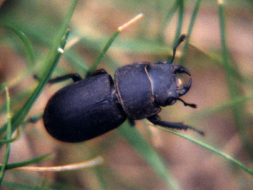 zur�ck zur Auswahl -K�fer-