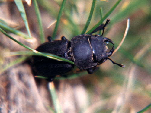 zur�ck zur Auswahl -K�fer-