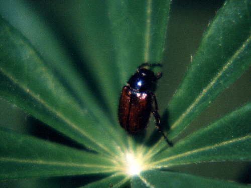 zur�ck zur Auswahl -K�fer-