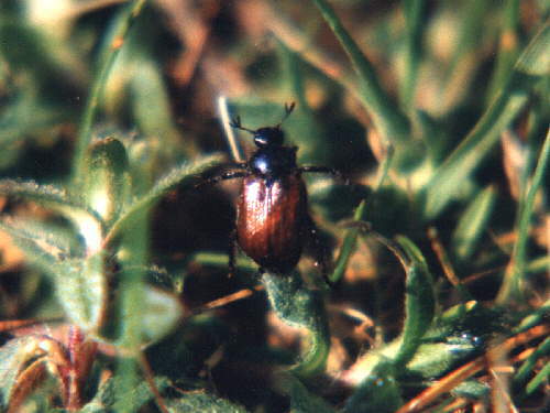 zur�ck zur Auswahl -K�fer-